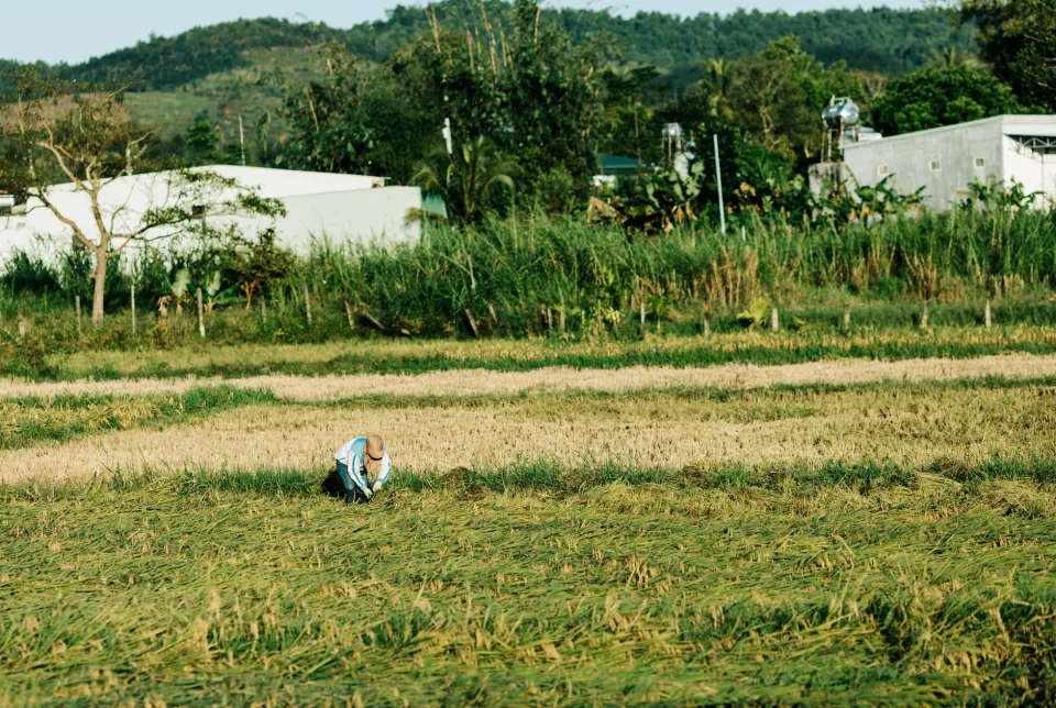 Kho gạo xếp bao